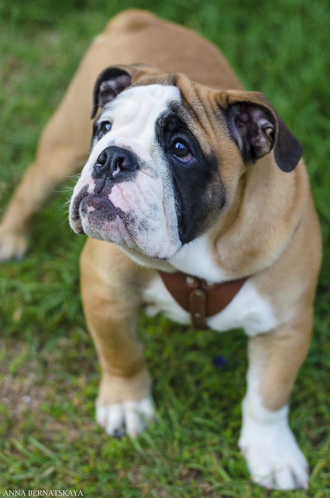 Angielski buldog — portret w plenerze