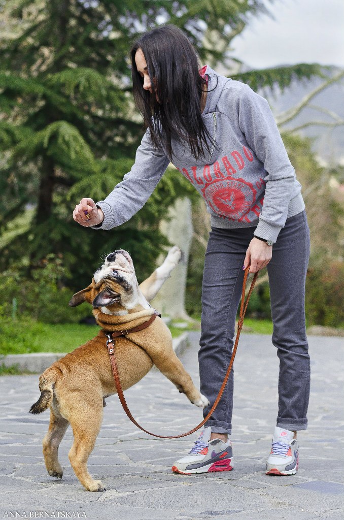 Zabawa z buldogiem w plenerze