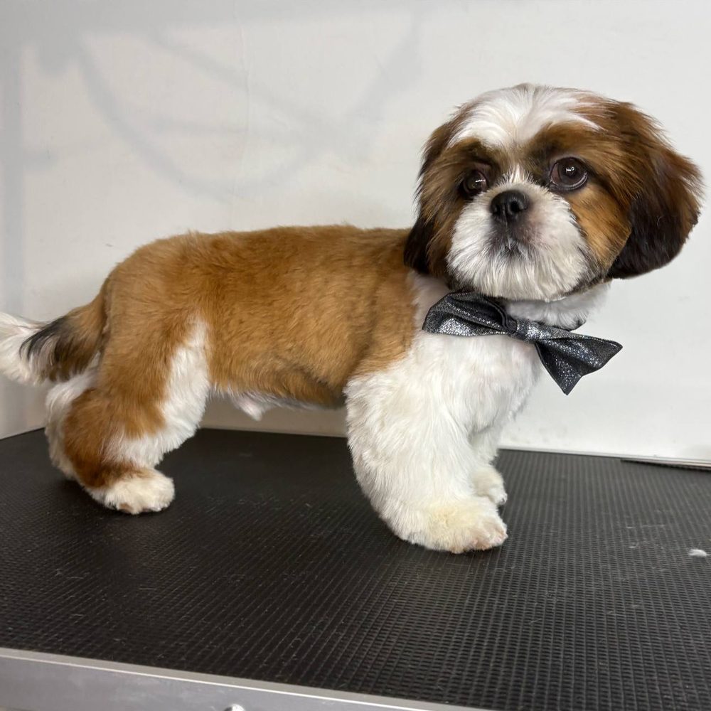 Shih tzu po strzyżeniu