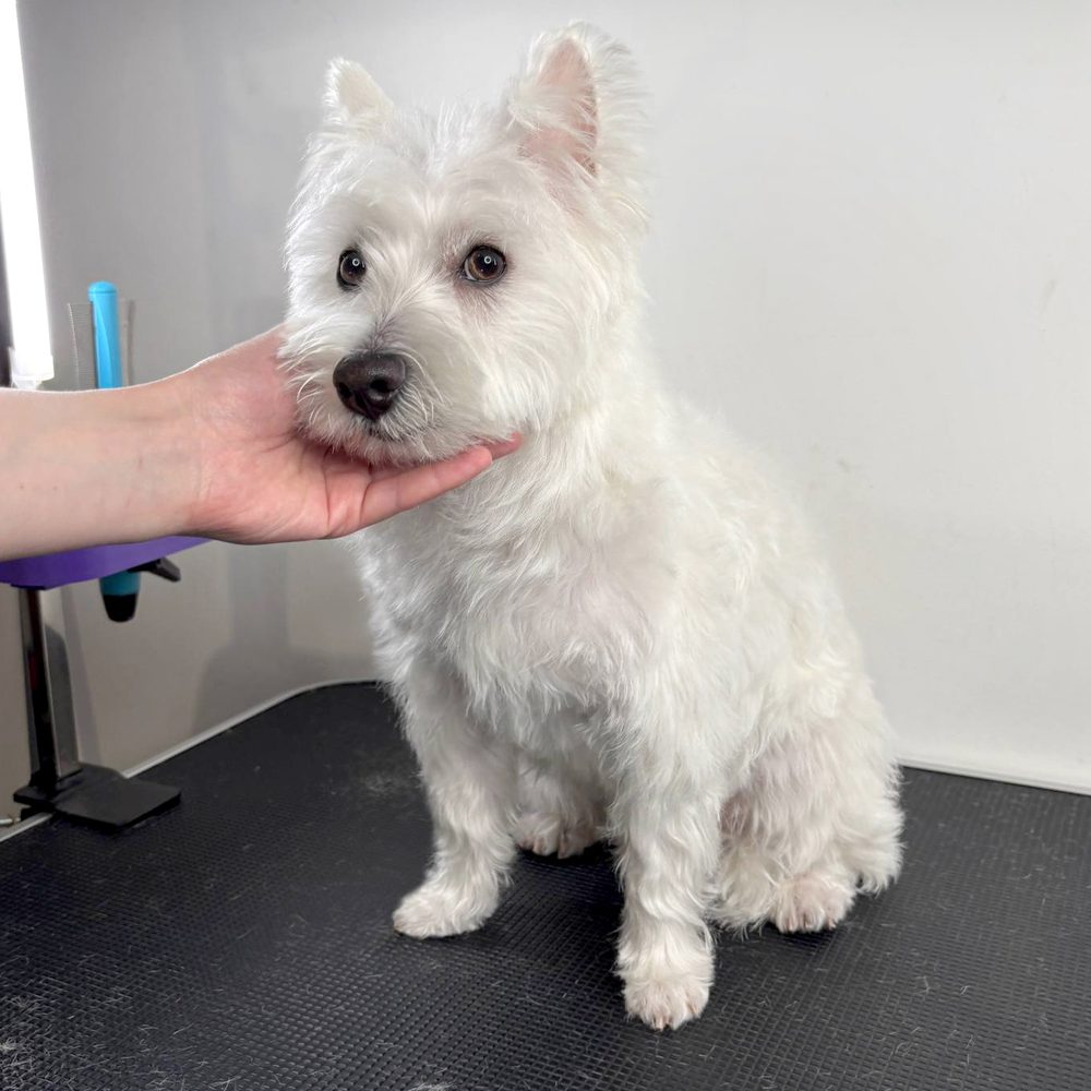 West highland white terrier po strzyżeniu