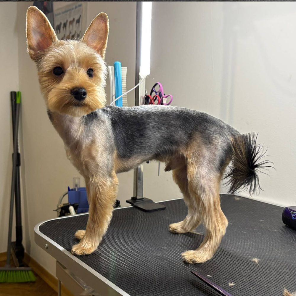 Yorkshire terrier po strzyżeniu