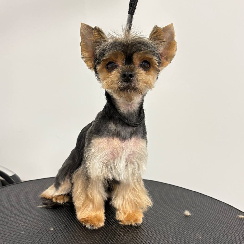 Yorkshire terrier po strzyżeniu