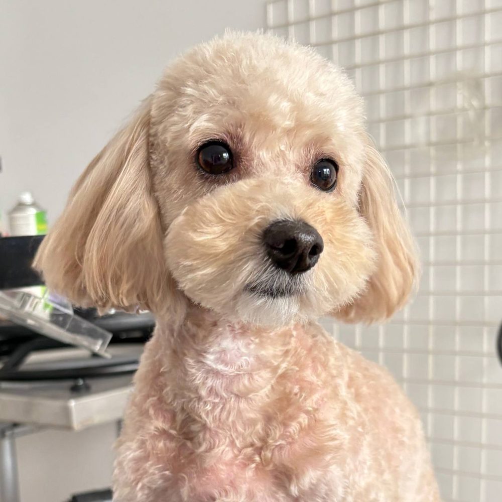Maltipoo po strzyżeniu