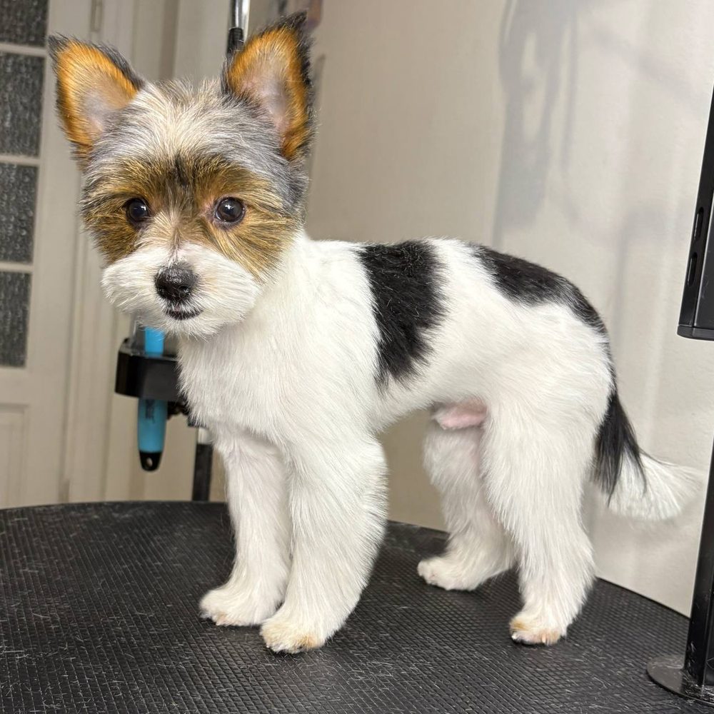 Biewer yorkshire terrier po strzyżeniu