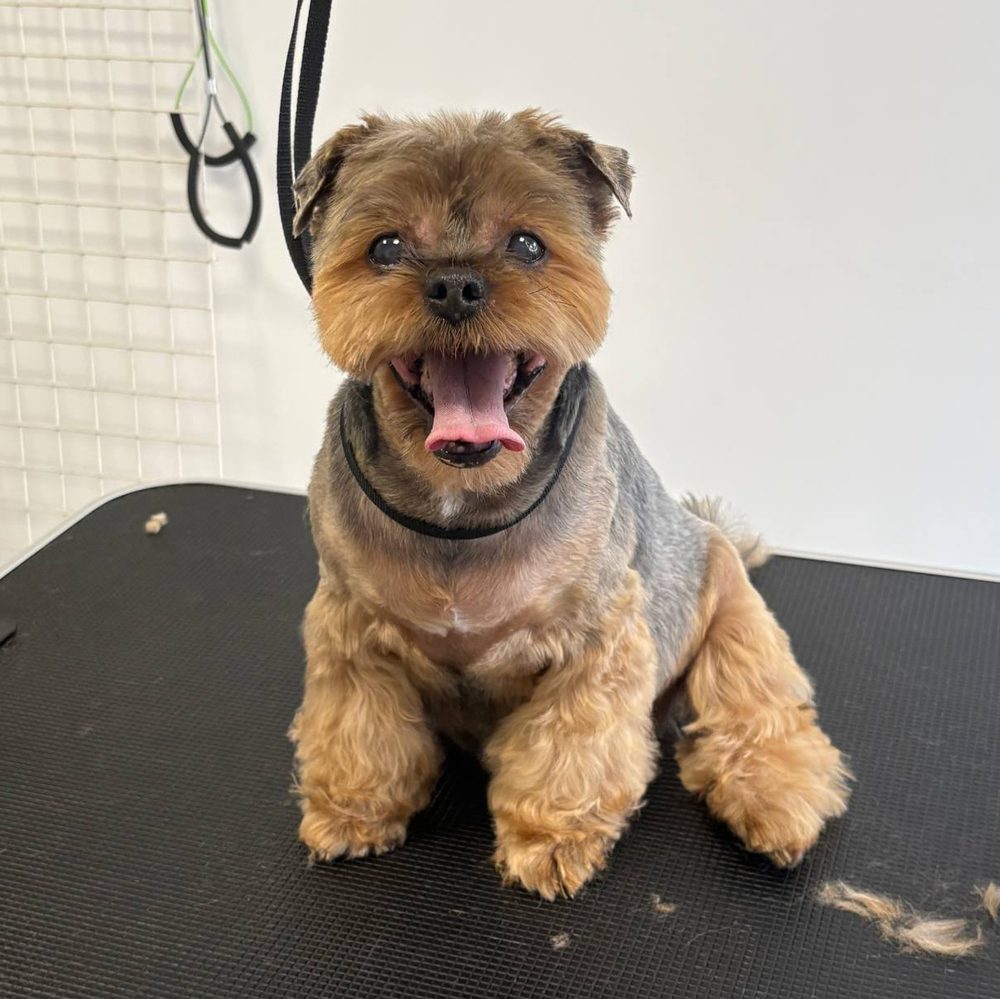 Yorkshire terrier po strzyżeniu