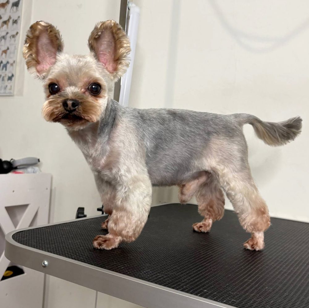 Yorkshire terrier po strzyżeniu