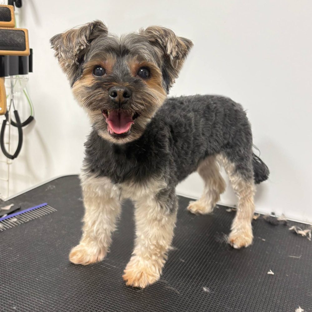 Yorkshire terrier po strzyżeniu