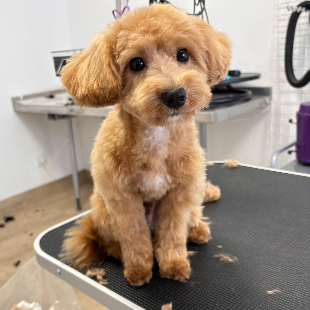 Maltipoo po strzyżeniu