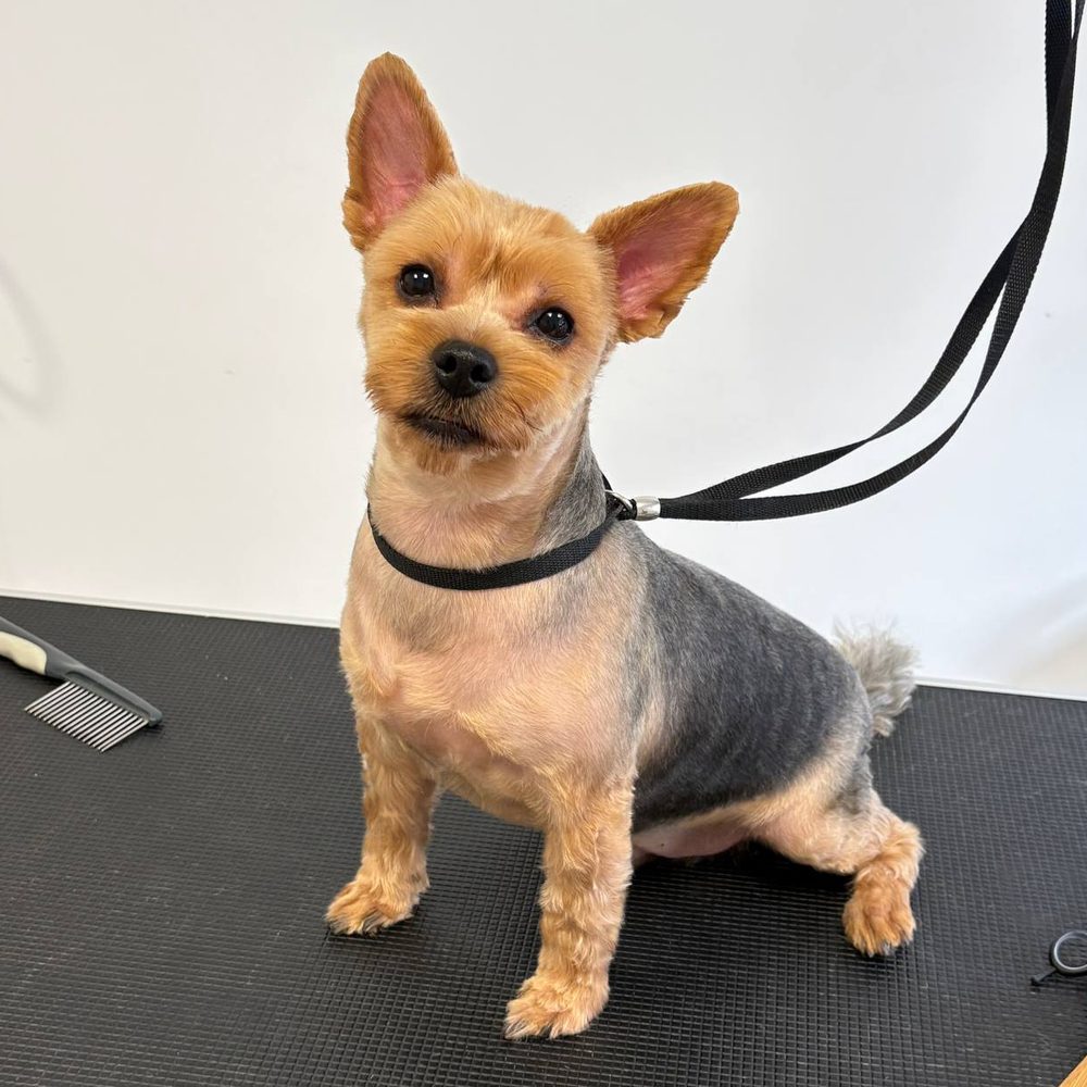 Yorkshire terrier po strzyżeniu