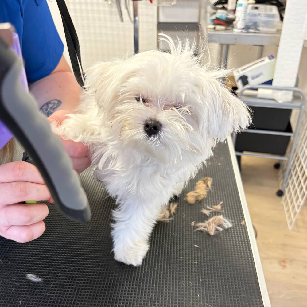 Maltańczyk przed strzyżeniu