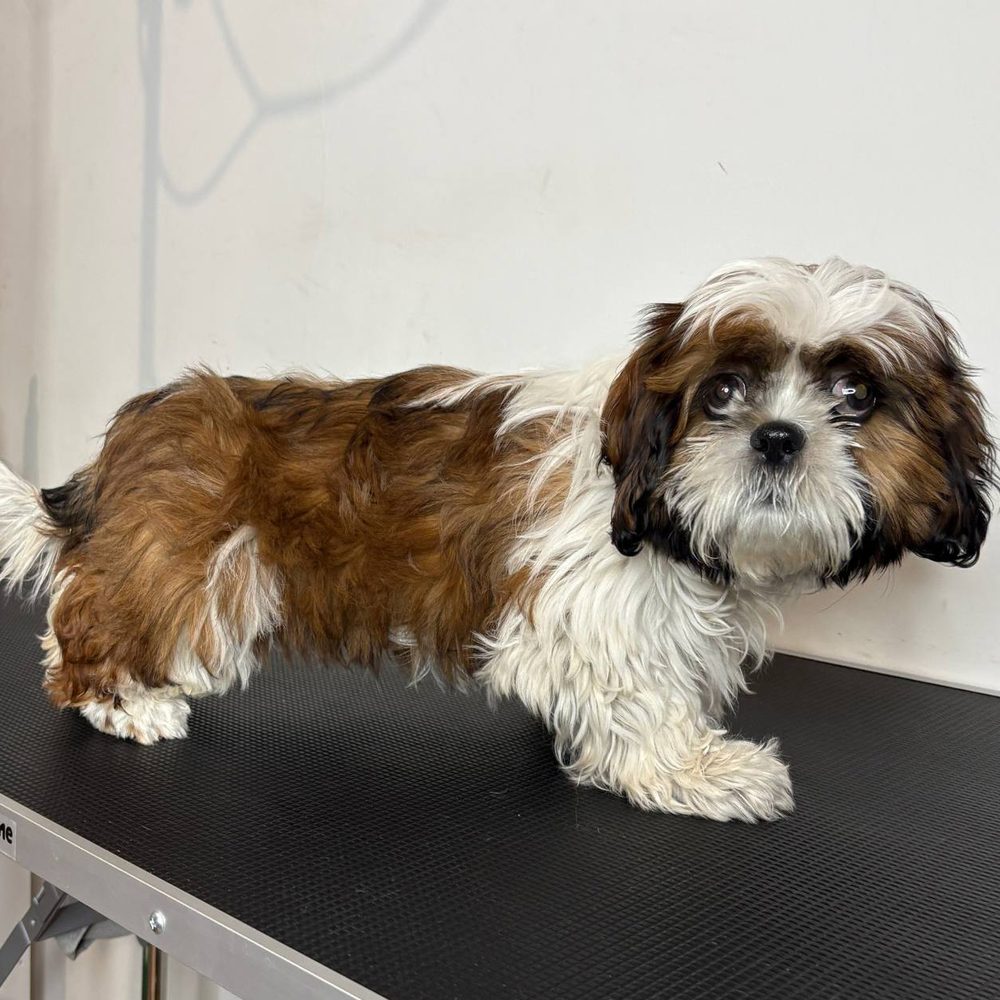 Shih tzu przed strzyżeniu