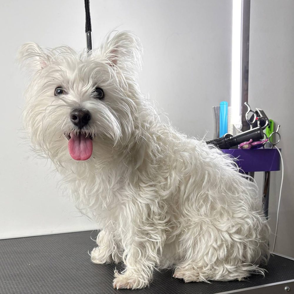 West highland white terrier przed strzyżeniu