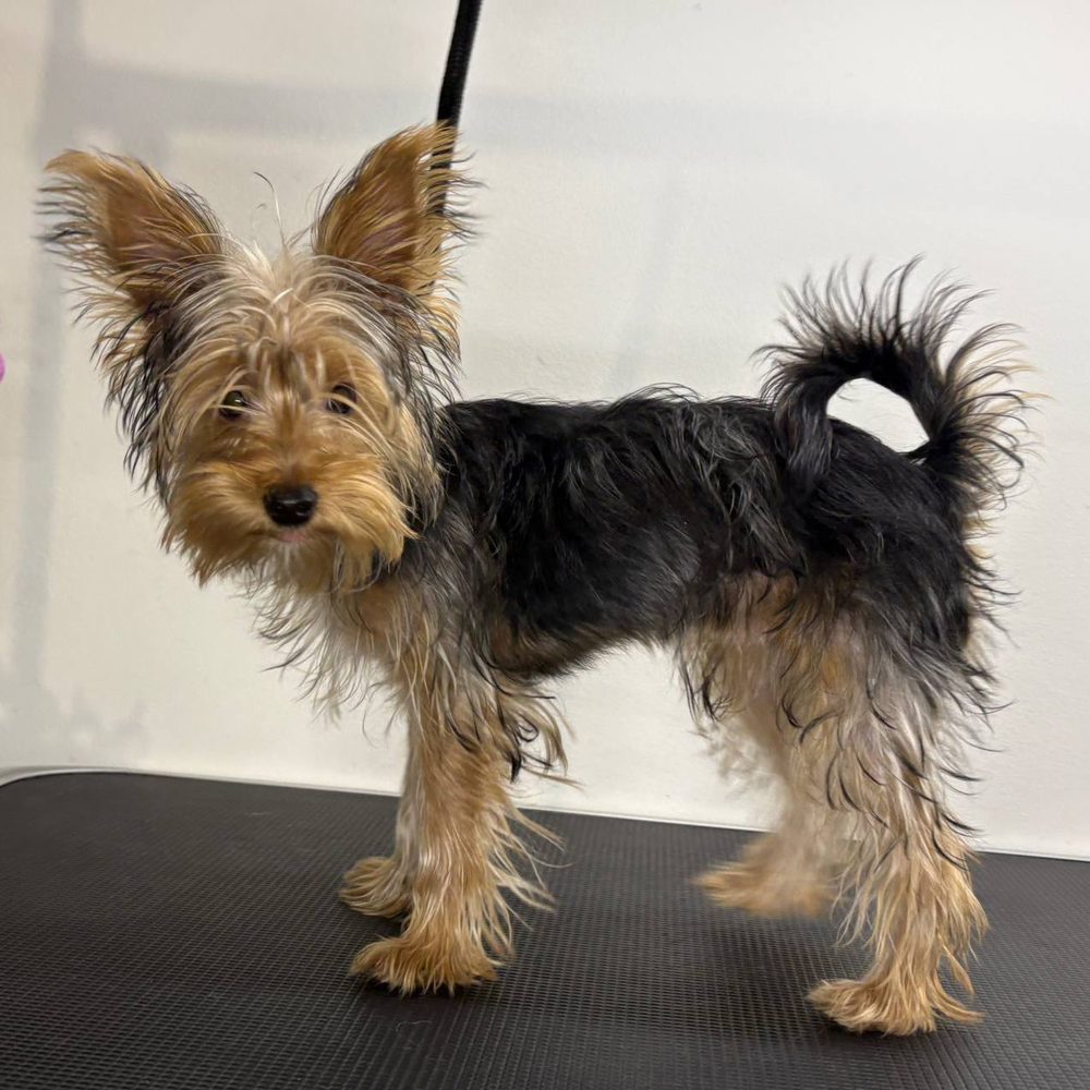 Yorkshire terrier przed strzyżeniu