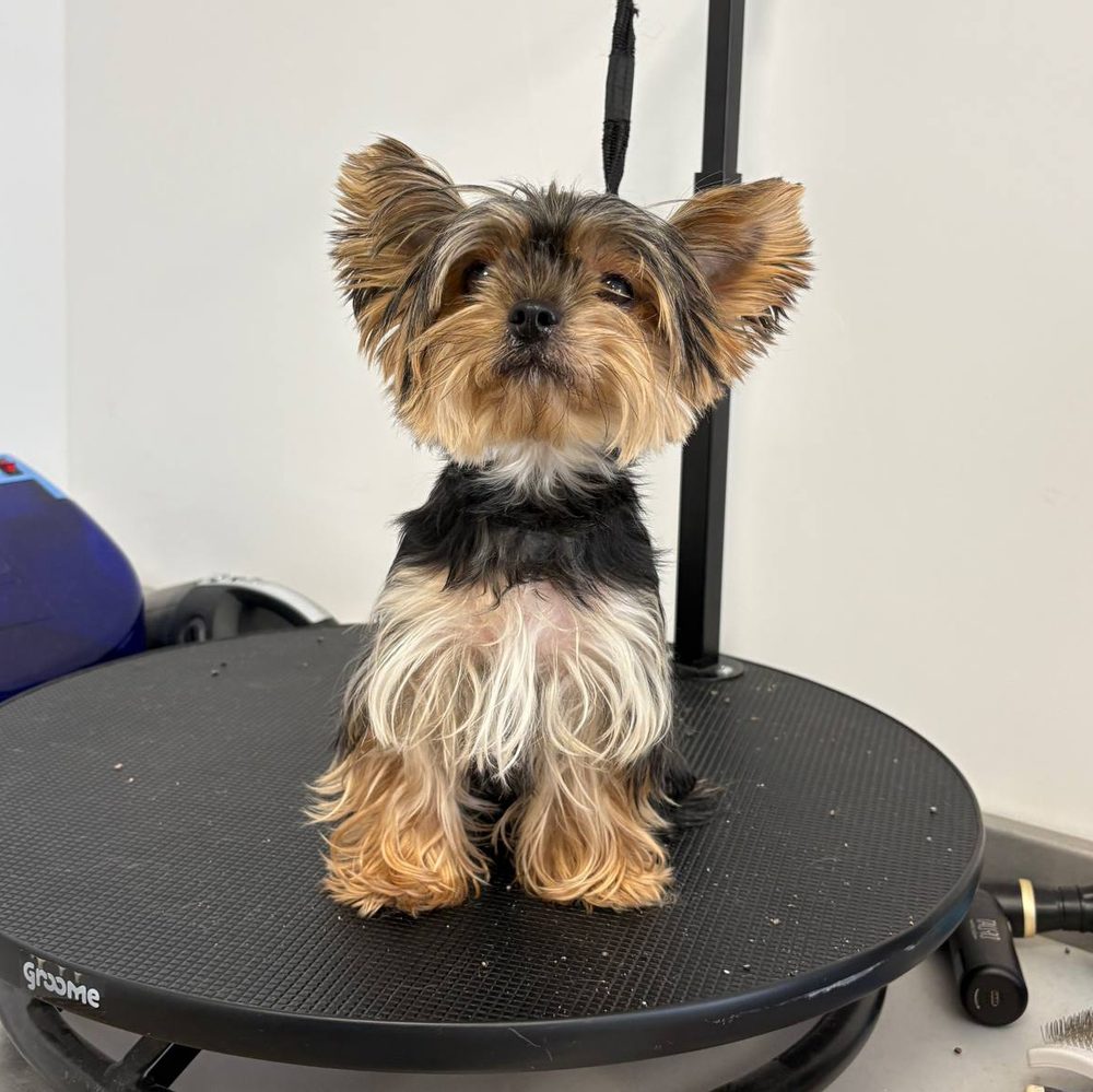 Yorkshire terrier przed strzyżeniu