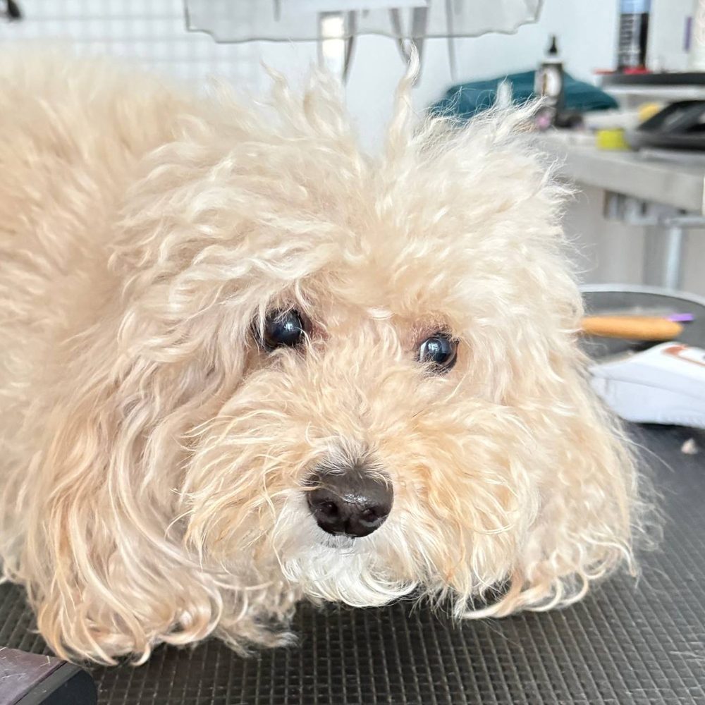 Maltipoo przed strzyżeniu