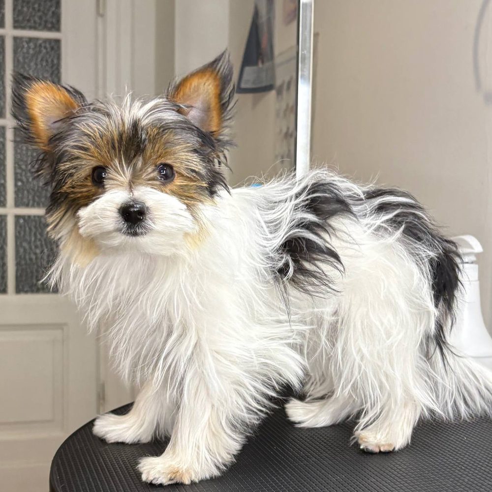 Biewer yorkshire terrier przed strzyżeniu