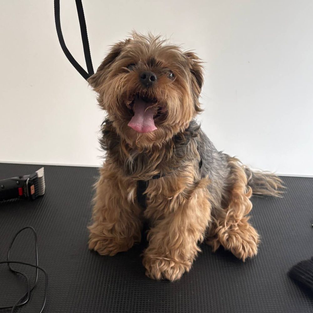 Yorkshire terrier przed strzyżeniu