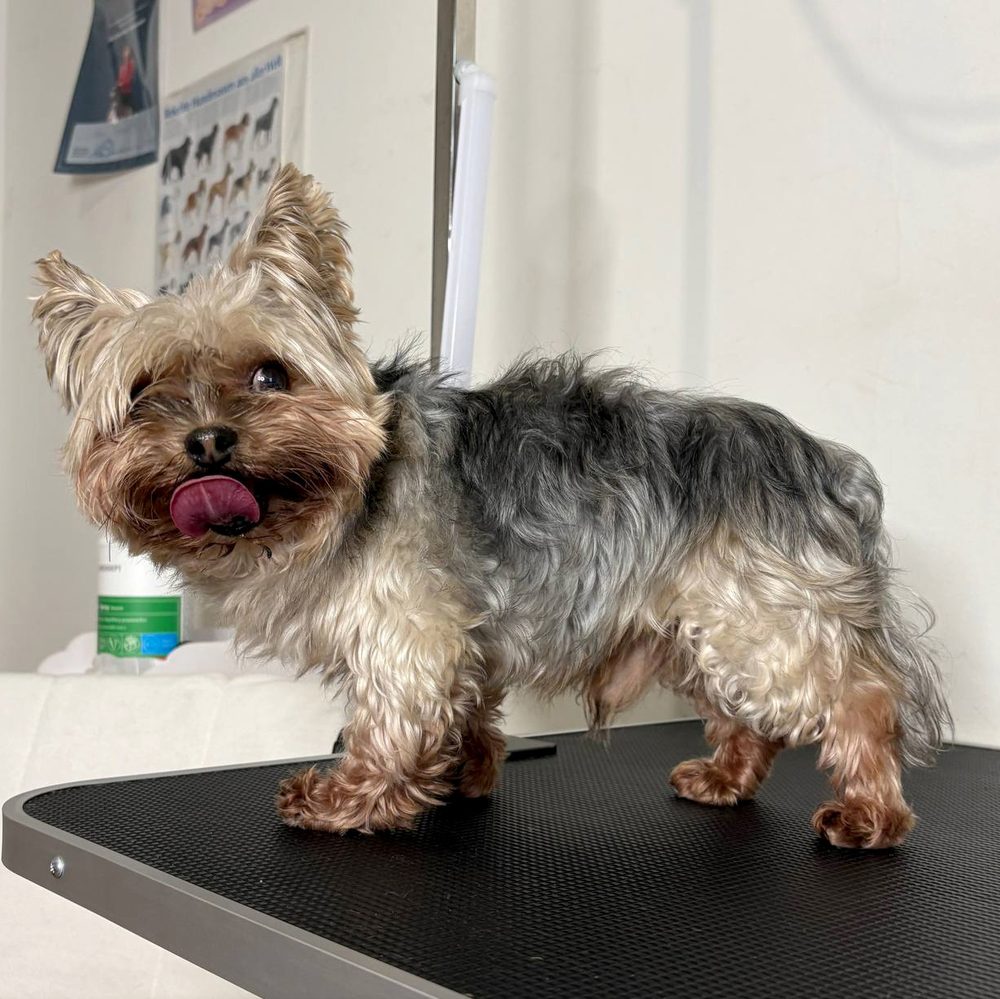 Yorkshire terrier przed strzyżeniu