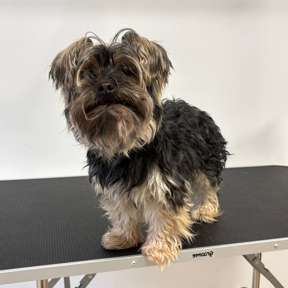 Yorkshire terrier przed strzyżeniu