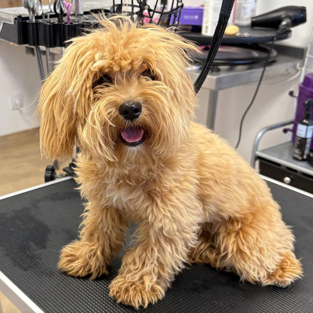 Maltipoo przed strzyżeniu