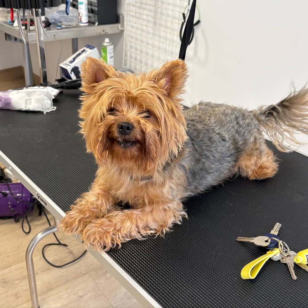 Yorkshire terrier przed strzyżeniu